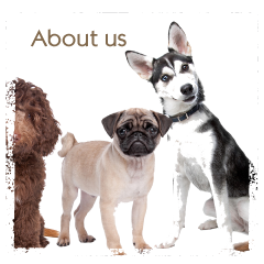 about dog grooming in southampton-woolston-groomer